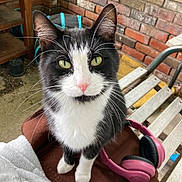 Tony joined the competition — help win amazing prizes! animal, brick_wall, brown_blanket, cat, close_up, curious, ears, feline, fur, green_eyes, headphones, looking_up, outdoor, pet, pink_nose, sitting, tuxedo_cat, whiskers, wooden_bench