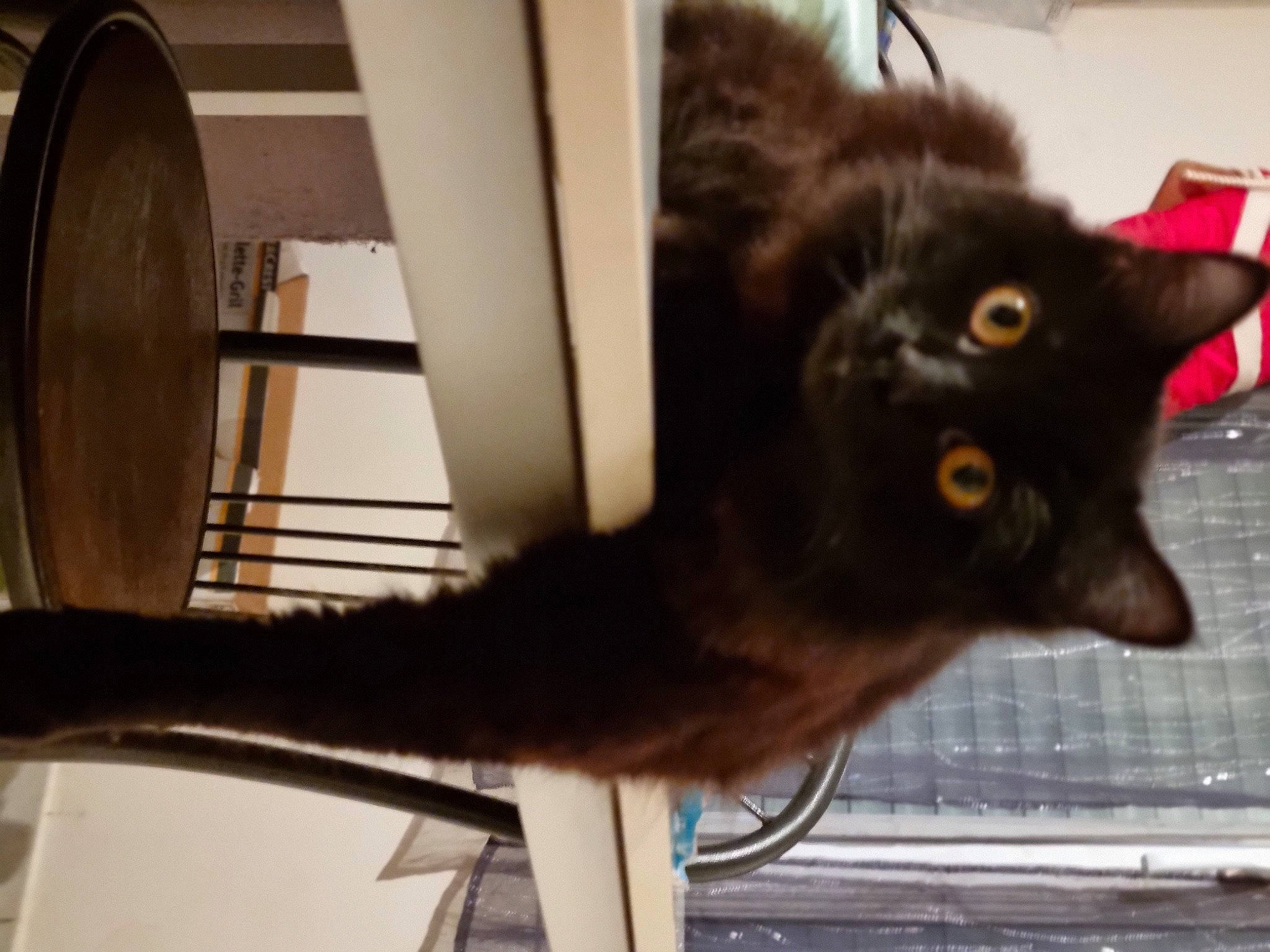 Crocmou a rejoint le concours — aidez-le/la à gagner de superbes lots ! black_cat, bombay, canidae, carnivore, cat, cat_supply, chartreux, claw, domestic_short_haired_cat, felidae, fur, havana_brown, metal, pet_supply, small_to_medium_sized_cats, snout, tail, whiskers, window, wood