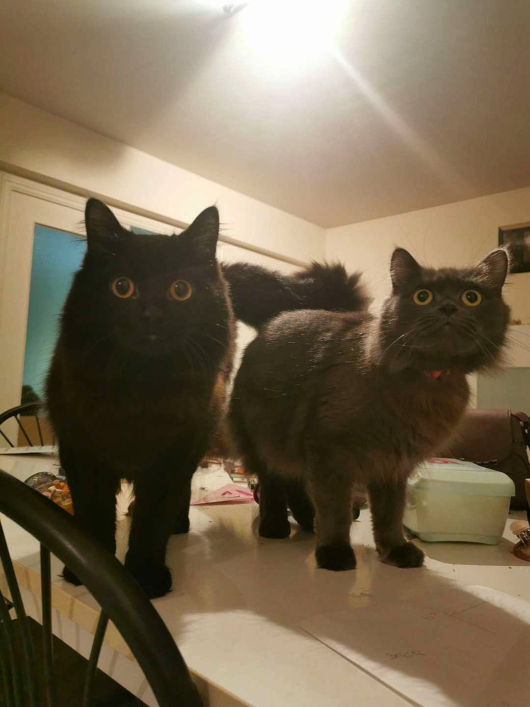 Crocmou a rejoint le concours — aidez-le/la à gagner de superbes lots ! automotive_tire, black_cat, carnivore, cat, cat_supply, chair, claw, comfort, domestic_short_haired_cat, felidae, fur, grey, paw, room, small_to_medium_sized_cats, snout, tail, tire, whiskers, window