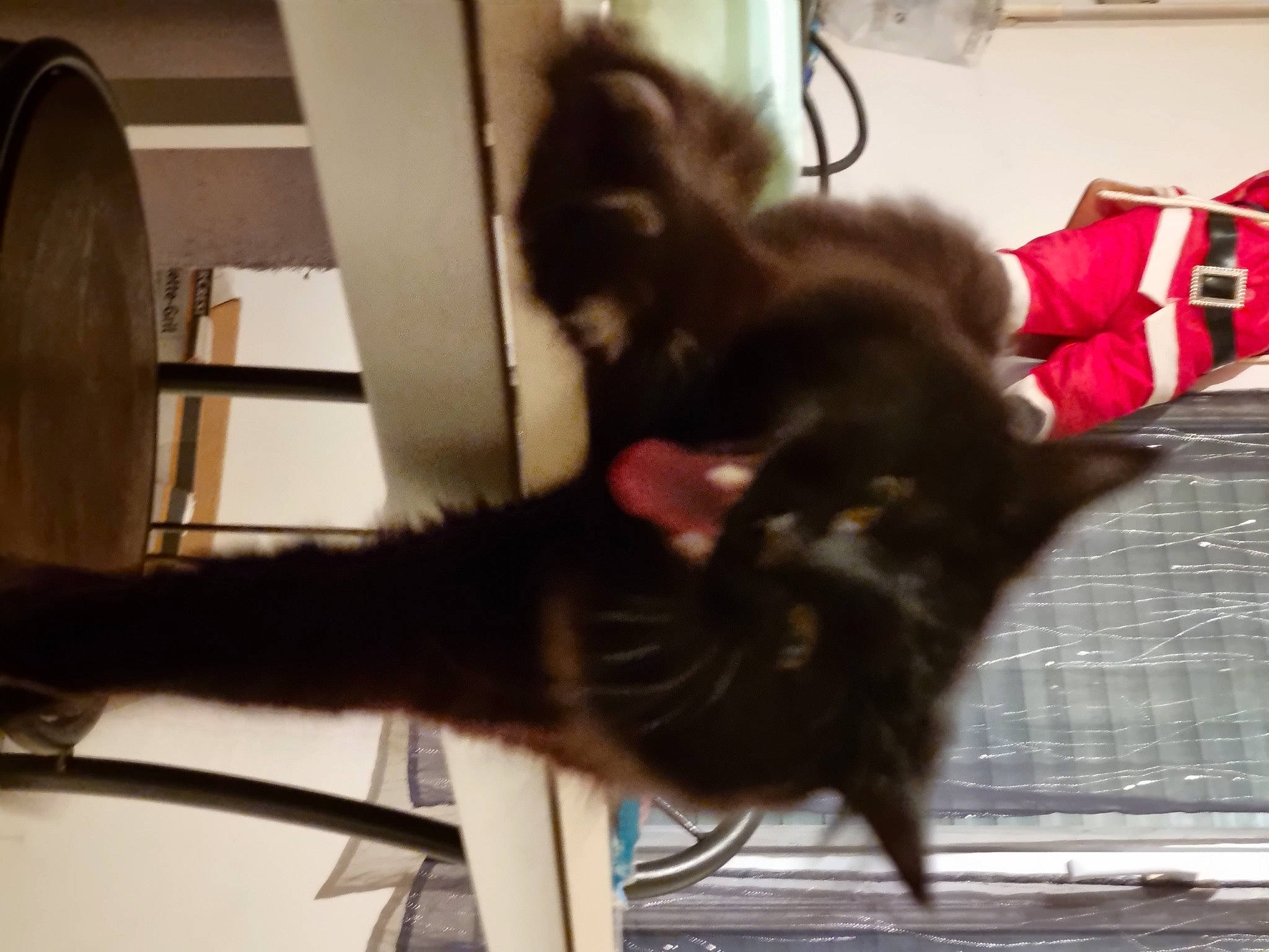 Crocmou participe au concours pour gagner de l'argent avec cette photo : black_cat, canidae, carnivore, cat, claw, companion_dog, dog_breed, domestic_short_haired_cat, felidae, flooring, fur, human_leg, paw, small_to_medium_sized_cats, sporting_group, tail, thigh, whiskers, window