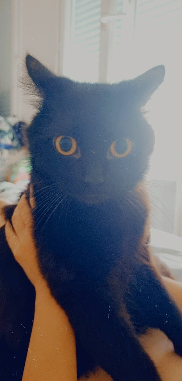 Crocmou participe au concours pour gagner de l'argent avec cette photo : azure, black_cat, carnivore, cat, domestic_short_haired_cat, ear, electric_blue, eye, felidae, fur, hair, head, iris, mammal, organism, small_to_medium_sized_cats, snout, tail, vertebrate, whiskers