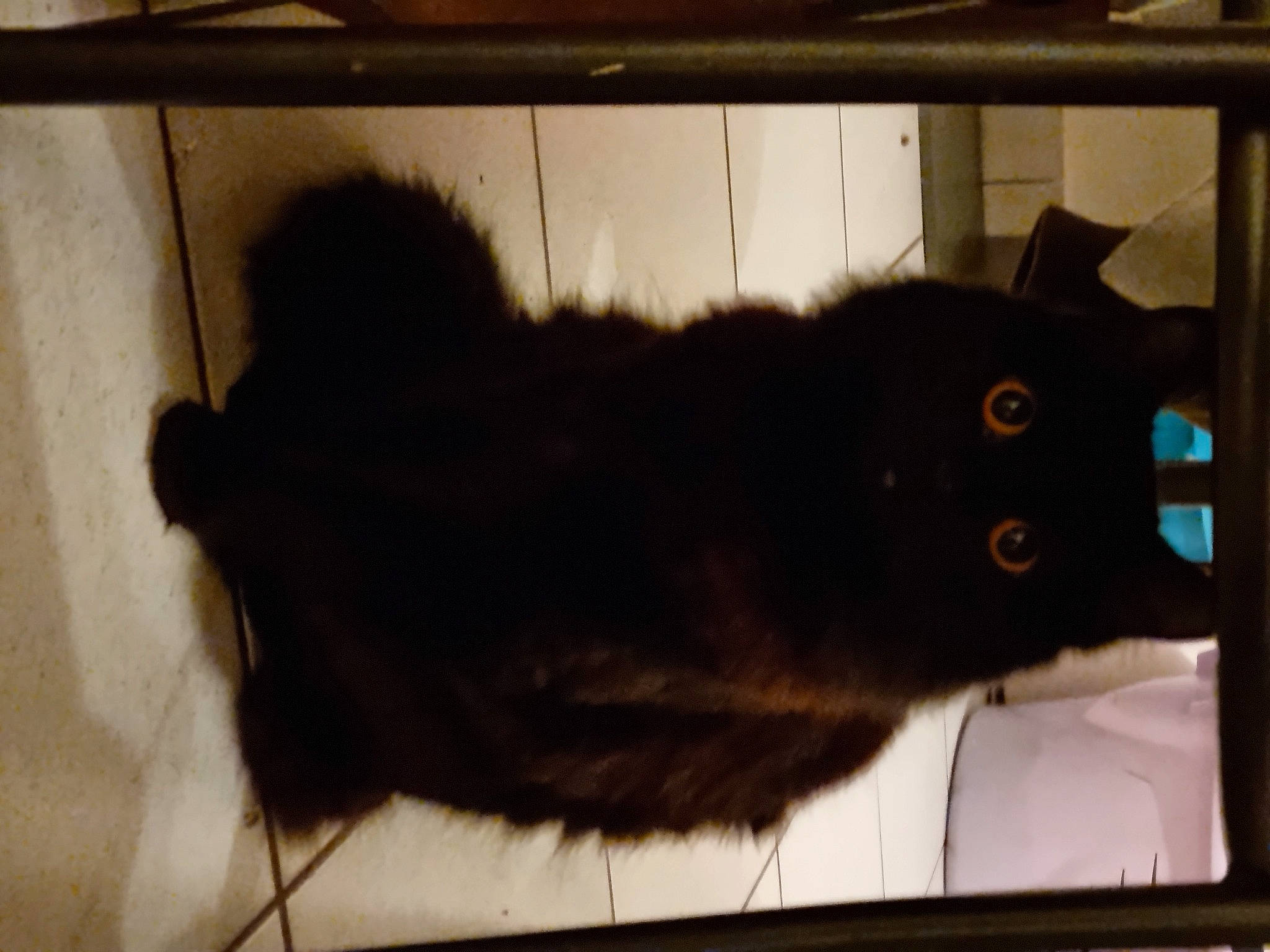 Crocmou participe au concours pour gagner de l'argent avec cette photo : black_cat, brown, canidae, carnivore, cat, domestic_short_haired_cat, ear, felidae, fur, liver, natural_material, rectangle, room, small_to_medium_sized_cats, snout, tail, terrestrial_animal, whiskers, wood