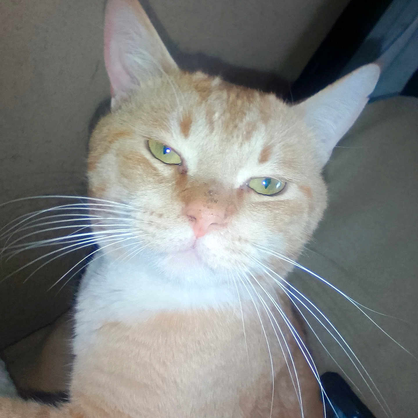 Simon joined the competition — help win amazing prizes! cat, ginger_cat, close_up, whiskers, green_eyes, pet, feline, indoor, portrait, animal, cute, fur, mammal, face, looking, expression, domestic_cat, tabby, nose, ear