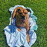 Oakley is registered to the contest to win money with this photo: dog, brown_dog, blanket, grass, outdoor, sunlight, pet, collar, animal, canine, nature, relaxing, greenery, daylight, fur, resting, mammal, looking, summer, domestic_animal