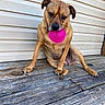 dog, pet, animal, toy, pink_ball, wooden_deck, outdoor, brown_fur, sitting, playful, sidewalk, ears, paw, snout, canine, background, texture, daylight, closeup, chewing