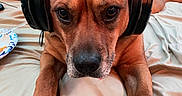 Oakley joined the competition — help win amazing prizes! dog, headphones, bed, pillow, brown_dog, pet, indoor, animal, canine, relaxed, lying_down, ears, snout, fur, nails, comfort, casual, plate, food, blanket