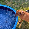 Oakley is registered to the contest to win money with this photo: dog, brown_dog, collar, water, pool, blue_pool, backyard, grass, sunlight, outdoor, fence, pet, canine, animal, summer, water_droplets, side_view, curious, daytime, leisure