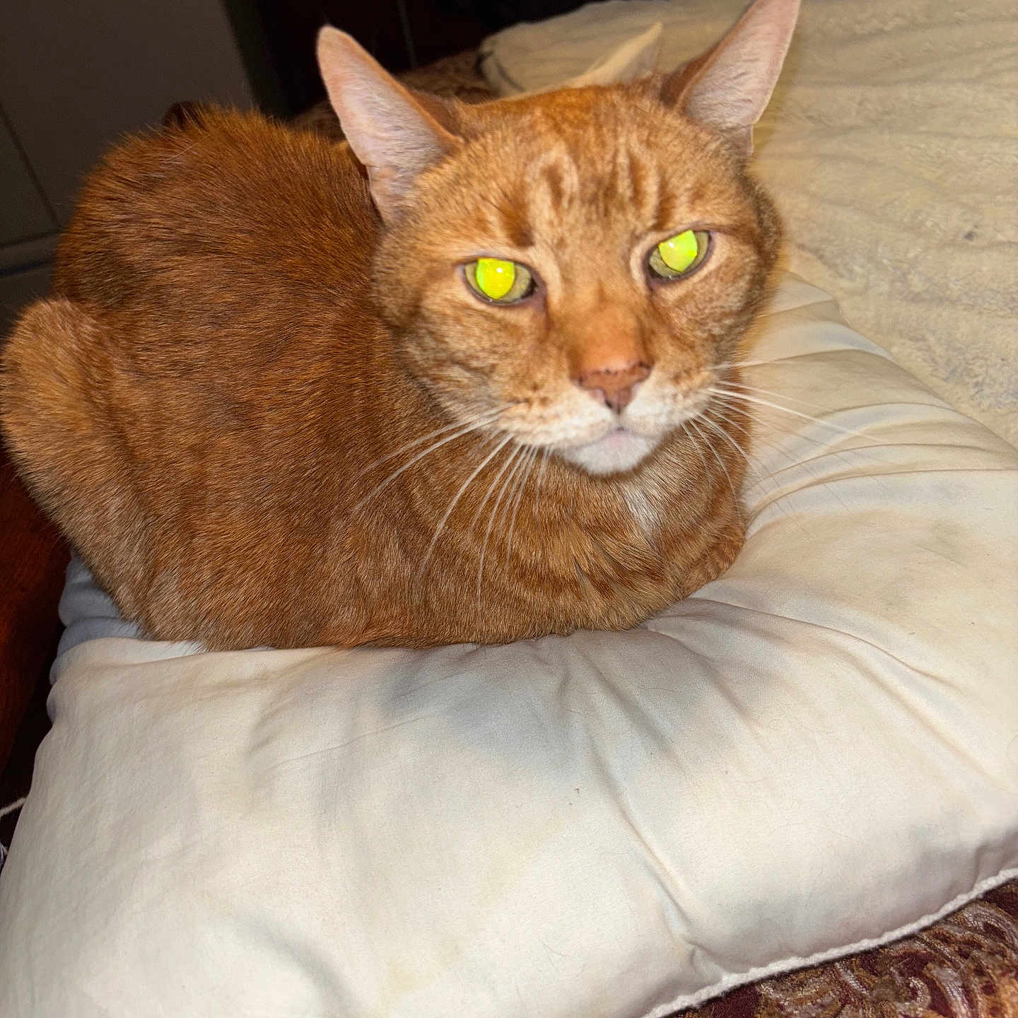 Rexx joined the competition — help win amazing prizes! cat, ginger_cat, pet, animal, indoor, pillow, fur, whiskers, ears, eyes, resting, cozy, feline, closeup, domestic_cat, home, blanket, soft, looking, mammal