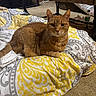 Rexx joined the competition — help win amazing prizes! cat, ginger_cat, indoor, blanket, patterned_blanket, table, carpet, furniture, pet, animal, resting, looking_at_camera, cozy, domestic, fur, whiskers, ears, eyes, face, floor