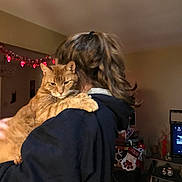 Rexx is registered to the contest to win money with this photo: cat, person, indoor, holiday_decorations, red_lights, ginger_cat, black_hoodie, living_room, television, stocking, christmas, carpet, furniture, pet, cozy, holding, hair_tie, home, relaxed, decor