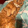 Rexx is registered to the contest to win money with this photo: cat, orange_tabby, lying_down, bed, blanket, fur, pet, cute, relaxed, indoor, animal, whiskers, paws, sleepy, cozy, feline, resting, looking, ears, closeup