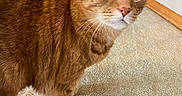 Rexx is registered to the contest to win money with this photo: cat, ginger_cat, tabby, indoor, carpet, curious, pet, feline, animal, closeup, whiskers, ears, floor, doorframe, green_eyes, house, domestic, fur, portrait, looking