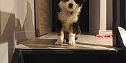 Vaya a rejoint le concours — aidez-le/la à gagner de superbes lots ! animal, appenzeller, canine, cat, cockerspaniel, collie, dog, door, drawer, furniture, hottub, husky, indoors, interiordesign, papillon, pet, puppy, tub, window, wood