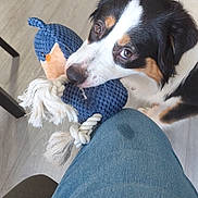 Vaya participe au concours pour gagner de l'argent avec cette photo : animal, black_and_white_dog, blue_toy, brown_markings, canine, close_up, dog, domestic_animal, floor, flooring, indoor, jeans, knee, knitted_toy, looking_up, pet, playful, rope, toy, wood_floor