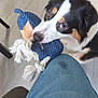 dog, toy, knitted_toy, blue_toy, rope, floor, jeans, knee, indoor, pet, animal, black_and_white_dog, brown_markings, looking_up, playful, close_up, canine, domestic_animal, flooring, wood_floor