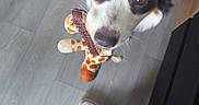 Vaya participe au concours pour gagner de l'argent avec cette photo : animal, black_white_brown_dog, canine, casual, cheerful, cute, dog, domestic_animal, floor, flooring, footwear, giraffe_toy, indoor, looking_up, person, pet, playing, sneakers, toy, wooden_floor