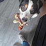 dog, toy, giraffe_toy, floor, wooden_floor, footwear, sneakers, person, playing, pet, indoor, looking_up, black_white_brown_dog, cute, animal, domestic_animal, cheerful, canine, flooring, casual