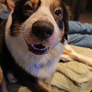 Vaya a rejoint le concours — aidez-le/la à gagner de superbes lots ! bed, blanket, blurred_background, close_up, collar, companion, dog, fur, happy, home, indoor, muzzle, nose, paw, playful, portrait, shallow_depth_of_field, tag, teeth, whiskers