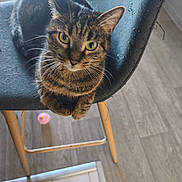 Melofee a rejoint le concours — aidez-le/la à gagner de superbes lots ! cat, chair, closeup, cozy, curious, feline, green_eyes, indoor, looking_up, paws, pet, pink_ball, portrait, scratched_fabric, sitting, tabby_cat, tile_edge, upholstery, whiskers, wood_floor