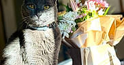 Kitty a rejoint le concours — aidez-le/la à gagner de superbes lots ! animal, cat, closeup, collar, decor, domestic_cat, feline, flower_bouquet, flowers, gray_cat, indoor, nature, pet, plant, portrait, sitting, still_life, sunlight, warm_light, wooden_floor