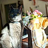 Kitty a rejoint le concours — aidez-le/la à gagner de superbes lots ! cat, gray_cat, animal, pet, flower_bouquet, flowers, indoor, wooden_floor, sunlight, collar, closeup, sitting, domestic_cat, feline, nature, plant, decor, still_life, portrait, warm_light