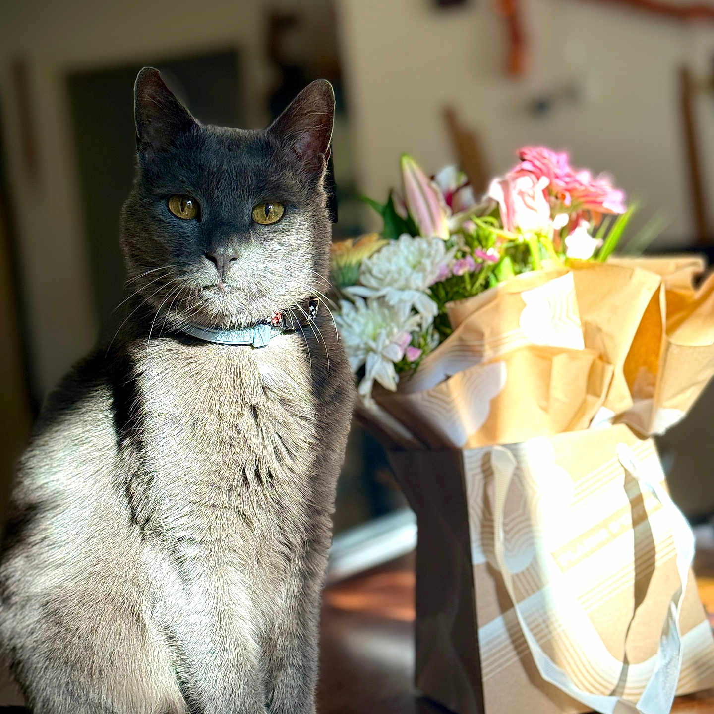 Kitty
