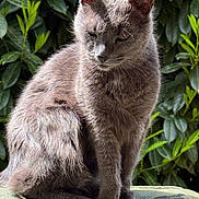 Kitty a rejoint le concours — aidez-le/la à gagner de superbes lots ! animal, calm, cat, closeup, ears, feline, fur, gray_cat, greenery, leaves, mammal, nature, outdoor, pet, portrait, relaxed, sitting, sunlight, tail, whiskers