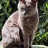 cat, gray_cat, animal, pet, fur, outdoor, greenery, leaves, sunlight, sitting, calm, nature, mammal, whiskers, ears, tail, closeup, portrait, feline, relaxed