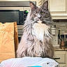 cat, maine_coon, fluffy, kitchen, counter, paper_bag, blue_purse, whiskers, furniture, appliance, microwave, cabinet, domestic, pet, indoor, portrait, animal, curious, sitting, long_hair