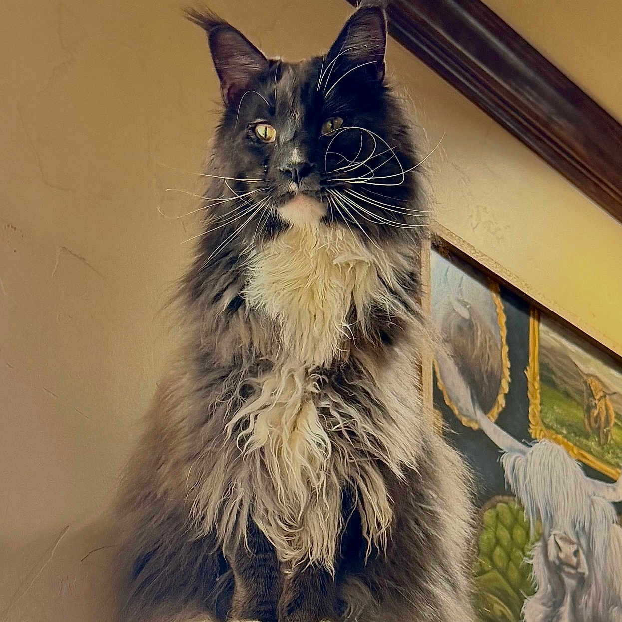 Skeeter is registered to the contest to win money with this photo: cat, fluffy, long_hair, yellow_eyes, wooden_pillar, indoor, painting, dog_painting, animal_portrait, furniture, wall_art, domestic_cat, pet, sitting, majestic, fur, whiskers, ears, close_up, home_interior