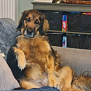 Cayenne participe au concours pour gagner de l'argent avec cette photo : dog, couch, living_room, furniture, pet, relaxed, brown_fur, cozy, indoor, home, portrait, basket, radiator, frame, carpet, paw, fur, sitting, animal, comfort