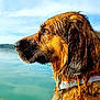 dog, wet_fur, side_profile, water, lake, outdoor, nature, sky, reflection, animal, pet, closeup, portrait, brown_fur, collar, canine, serene, thoughtful, daytime, landscape