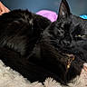 animal, bell, black_cat, cat, closeup, collar, cozy, cute, domestic_cat, feline, fluffy_blanket, fur, indoor, pet, portrait, relaxed, resting, sleepy, soft_texture, whiskers