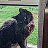 Wednesday joined the competition — help win amazing prizes! animal, bell, black_cat, cat, collar, curious, cute, feline, fur, indoors, mesh_screen, natural_light, paw, pet, portrait, whiskers, window, windowsill, wood, yellow_eyes