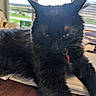Wednesday joined the competition — help win amazing prizes! animal, black_cat, blinds, cat, closeup, collar, domestic_animal, feline, focused, fur, house, indoor, papers, pet, relaxed, resting, sunlight, table, whiskers, window