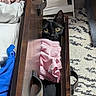 animal, black_cat, blue_clothes, carpet, cat, clothes, cozy, curious, domestic, drawer, furniture, hiding, home, indoor, patterned_carpet, pet, pink_clothes, soft_texture, wooden_drawer, yellow_eyes