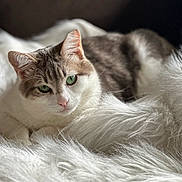 Mochi is registered to the contest to win money with this photo: animal, calm, cat, closeup, cozy, cute, domestic_cat, feline, fluffy_blanket, fur, green_eyes, indoor, pet, pink_nose, portrait, relaxed, resting, soft_texture, whiskers, white_fur