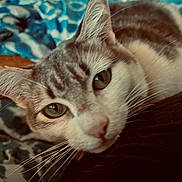 Mochi is registered to the contest to win money with this photo: cat, close_up, green_eyes, whiskers, fur, relaxed, indoor, pet, animal, cute, face, portrait, tabby, striped, resting, cozy, bed, soft, domestic_cat, feline