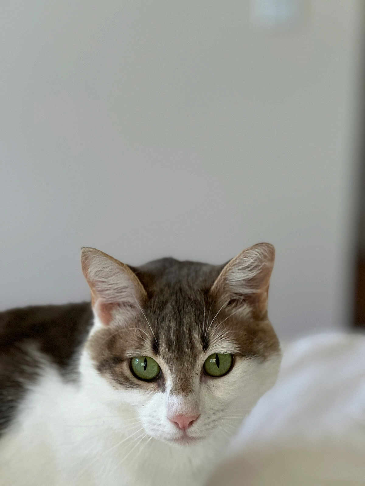 Mochi is registered to the contest to win money with this photo: cat, green_eyes, close_up, fur, whiskers, pet, animal, domestic, cute, white_fur, tabby, indoor, portrait, looking, face, ears, pink_nose, soft_light, focused, curious