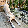 Harper joined the competition — help win amazing prizes! animal, canine, dog, fence, garden, happy, light_fur, nature, outdoor, pet, plants, playful, pond, stone_patio, stretching, summer, sunlight, tongue, tongue_out, wooden_fence