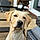 Harper