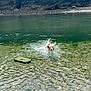 adventure, animal, canine, clear_water, cliffs, daylight, dog, greenery, landscape, nature, outdoor, pet, playful, river, rocks, running, scenic, splash, water, wildlife