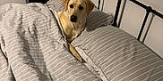 Harper is registered to the contest to win money with this photo: animal, bed, bedding, bedroom, blanket, canine, comfort, cozy, curious, dog, domestic, furniture, gray, headboard, indoor, pet, pillow, resting, sleepy, striped