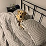 animal, bed, bedding, bedroom, blanket, canine, comfort, cozy, curious, dog, domestic, furniture, gray, headboard, indoor, pet, pillow, resting, sleepy, striped