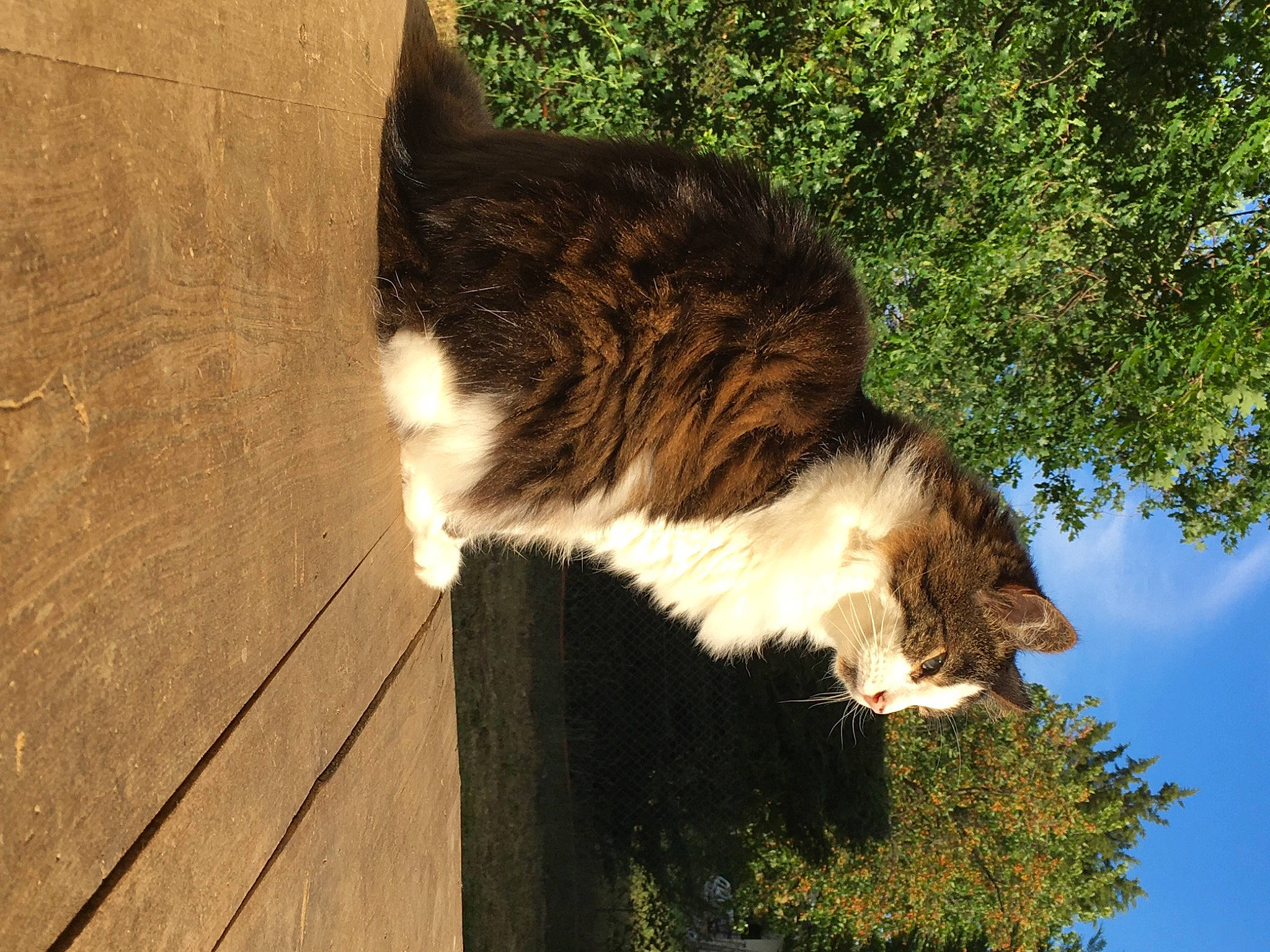 Lulu participe au concours pour gagner de l'argent avec cette photo : carnivore, cat, cloud, fawn, felidae, fur, grass, organism, plant, sky, small_to_medium_sized_cats, snout, tail, terrestrial_animal, tints_and_shades, tree, trunk, water, whiskers, wood