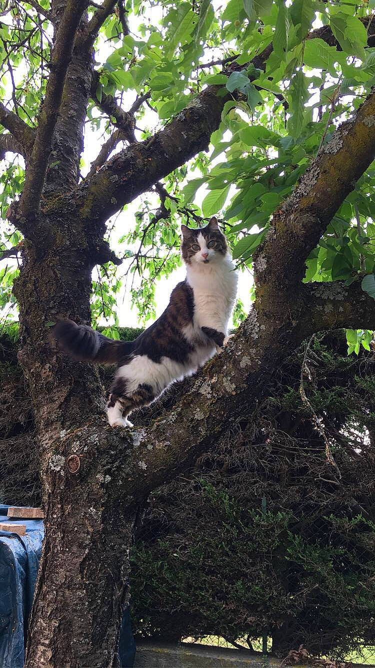 Lulu a rejoint le concours — aidez-le/la à gagner de superbes lots ! branch, carnivore, cat, domestic_short_haired_cat, felidae, forest, grass, jungle, nature_reserve, plant, sky, small_to_medium_sized_cats, tail, tree, trunk, twig, whiskers, wood, woodland, woody_plant