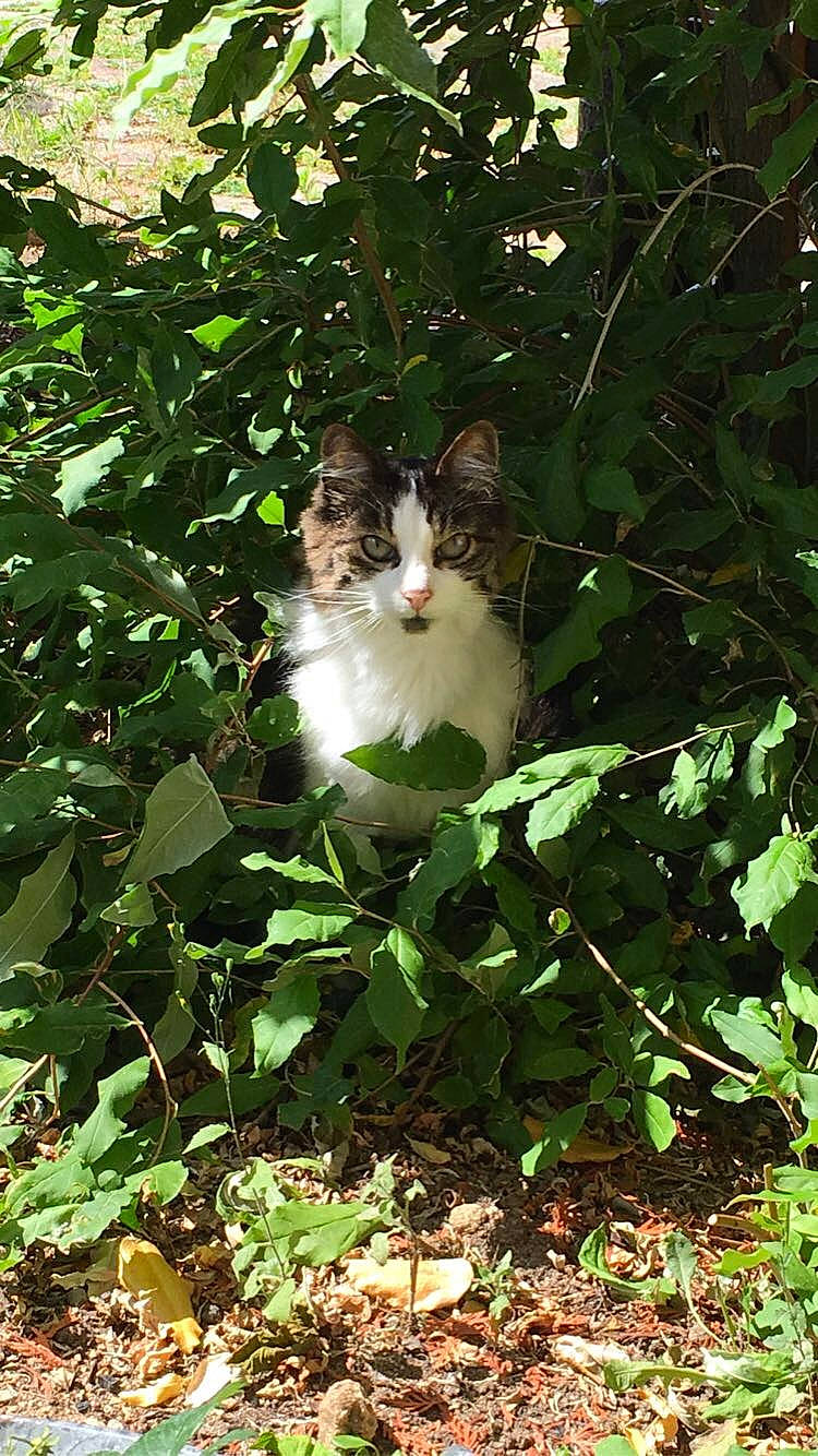 Lulu a rejoint le concours — aidez-le/la à gagner de superbes lots ! carnivore, cat, domestic_short_haired_cat, fawn, felidae, fur, garden, grass, groundcover, leaf, plant, shrub, small_to_medium_sized_cats, tail, tree, trunk, vegetation, whiskers, wildlife, wood