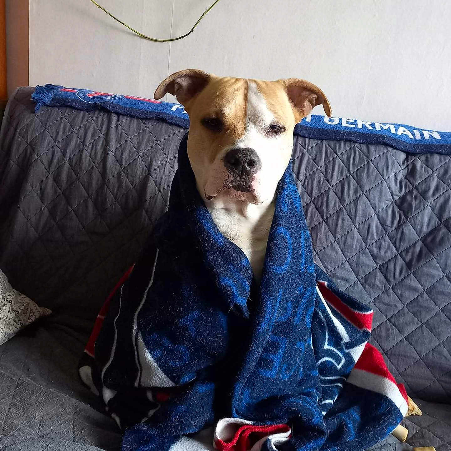 Sniper participe au concours pour gagner de l'argent avec cette photo : blanket, brown, calm, comfort, couch, cozy, dog, ears, face, fur, home, indoor, nose, pet, quilted, relaxed, sitting, snug, white, wrapped