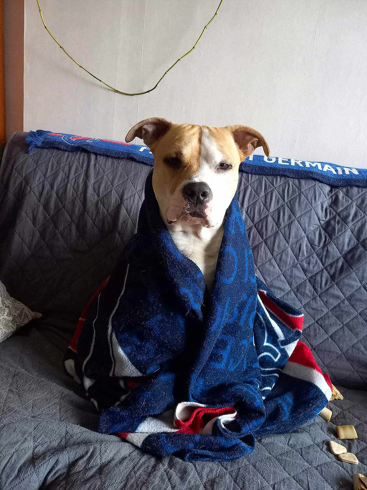 Sniper participe au concours pour gagner de l'argent avec cette photo : dog, blanket, couch, indoor, pet, wrapped, quilted, cozy, snug, brown, white, ears, face, nose, sitting, fur, relaxed, home, comfort, calm