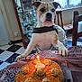 Sniper participe au concours pour gagner de l'argent avec cette photo : dog, birthday_cake, candle, table, indoor, window, chair, cabinet, floor, checkered_floor, decor, celebration, pet, animal, curious, paws, home, light, daylight, food